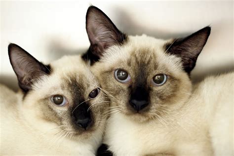 gatos siameses fotos|pictures of a siamese cat.